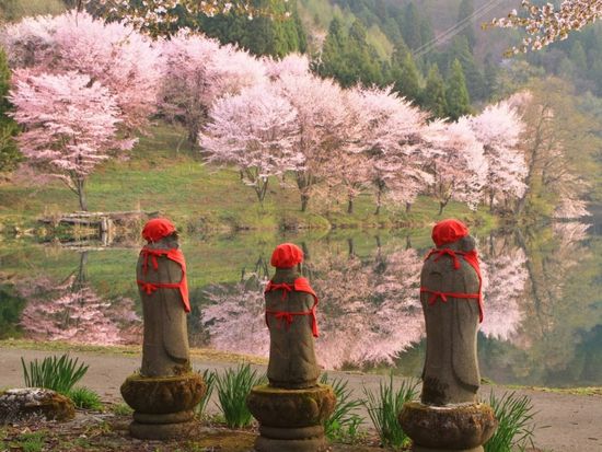 中綱湖オオヤマザクラとお地_蔵さん井上信男