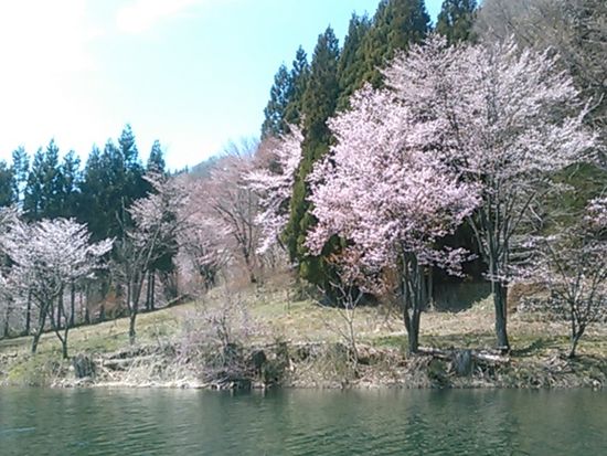 中綱湖サクラ2