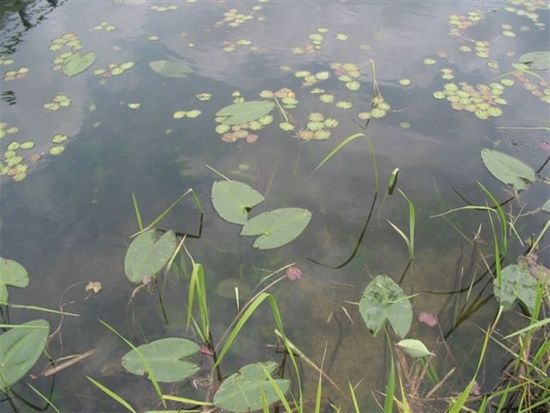 中綱湖水生植物1