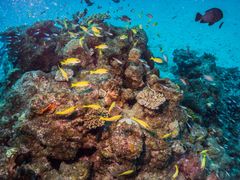 Japan_Okinawa_Fish_shutterstock_1267088914