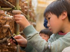 佐倉きのこ園 しいたけ狩り