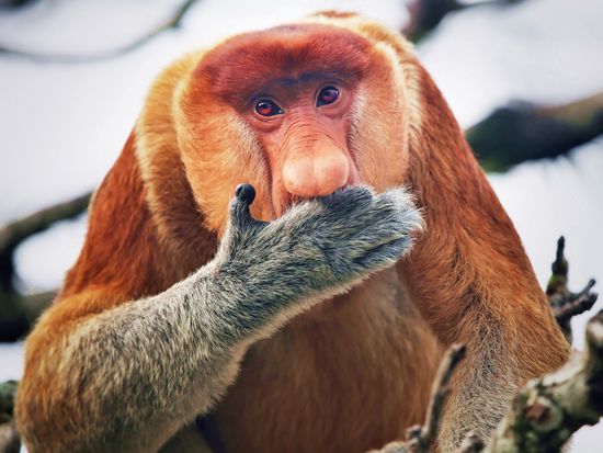 Malaysia_Kota Kinabalu_Proboscis Monkey_shutterstock_165354251