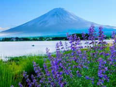 Japan_Yamanashi_Mt Fuji _Kawaguchiko_Lavender_shutterstock_1425249995