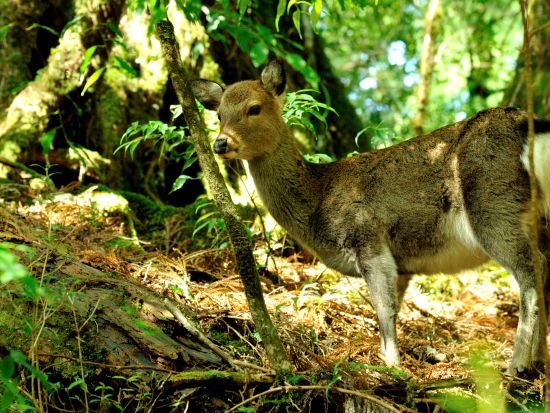 世界遺産の森「西部照葉樹林」トレッキングツアー　野生のガジュマルの巨木やヤクザル・ヤクシカに出会える ＜昼食付＞ by YNACクラシック