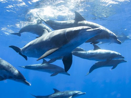 体験ダイビング1日コース　ドルフィンスイム＋季節限定ホエールウォッチング シュノーケリングも可能＜ボート／1～2ダイブ／送迎付き／小笠原諸島・父島発＞