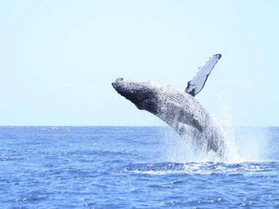 体験ダイビング1日コース　ドルフィンスイム＋季節限定ホエールウォッチング シュノーケリングも可能＜ボート／1～2ダイブ／送迎付き／小笠原諸島・父島発＞