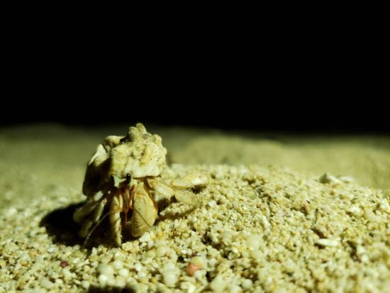 生き物探しナイトツアー　夜の海やビーチで沖縄の生き物たちを探して探検！＜読谷村／当日12時まで予約可＞