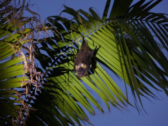 生き物探しナイトツアー　夜の海やビーチで沖縄の生き物たちを探して探検！＜読谷村／当日12時まで予約可＞