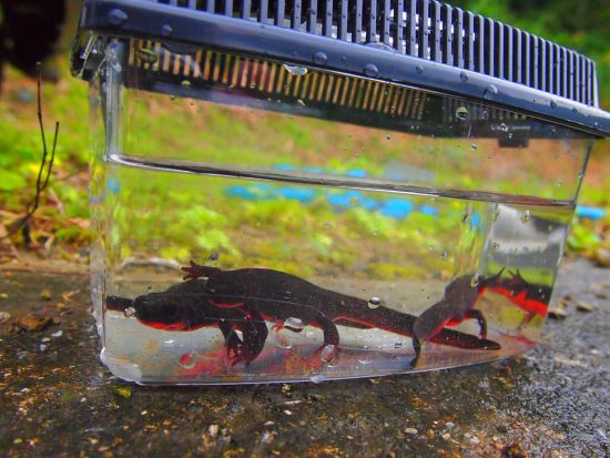 ★１組貸し切り★　珍獣ハンティングツアー　マングースやハブ、大ウナギなど沖縄の珍しい生き物を捕獲！＜貸切／北谷・嘉手納・読谷・恩納村エリア送迎無料／読谷村＞