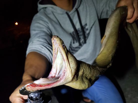 ★１組貸し切り★　珍獣ハンティングツアー　マングースやハブ、大ウナギなど沖縄の珍しい生き物を捕獲！＜貸切／北谷・嘉手納・読谷・恩納村エリア送迎無料／読谷村＞