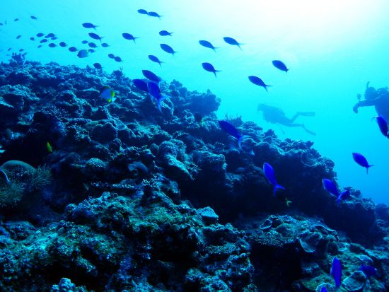 ボートファンダイビング 1～3ダイブからご選択可能　2ダイブ、3ダイブプランはランチ＆ドリンク付き ＜名瀬市内ホテル送迎可＞ by マリンスポーツ奄美