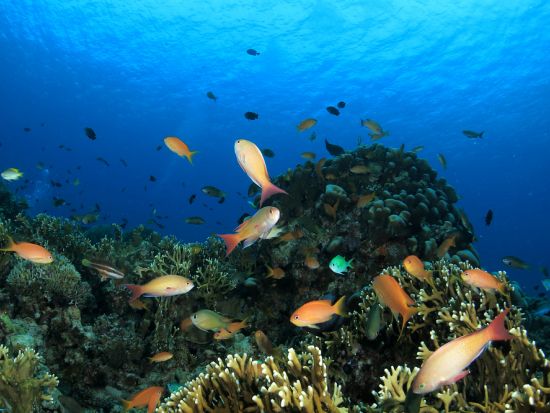 ボートファンダイビング 1～3ダイブからご選択可能　2ダイブ、3ダイブプランはランチ＆ドリンク付き ＜名瀬市内ホテル送迎可＞ by マリンスポーツ奄美