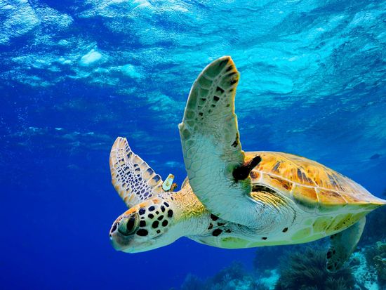 shutterstock_145968476