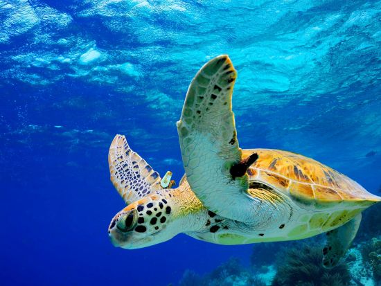 体験ダイビング　ボートエントリーで1ダイブまたは2ダイブプランから選べる！器材一式・バスタオル込み ＜10歳～／名瀬市内ホテル送迎可＞ by マリンスポーツ奄美