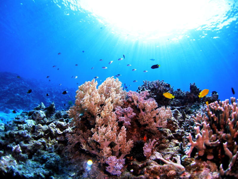 Japan_Okinawa_Kerama Islands_scuba diving_coral reef_shutterstock_551575537