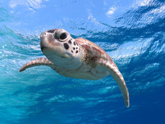 Sea_Turtle_Close_Up_Snorkeling_shutterstock_190300532