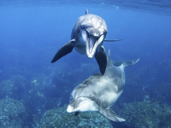 ドルフィンスイム＋シュノーケリングツアー　世界遺産の小笠原でイルカと泳ぐ＜午前・午後／小笠原諸島・父島発＞