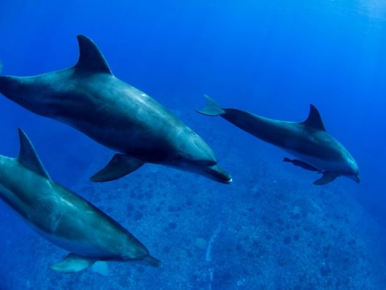 ドルフィンスイム＋シュノーケリングツアー　世界遺産の小笠原でイルカと泳ぐ＜午前・午後／小笠原諸島・父島発＞