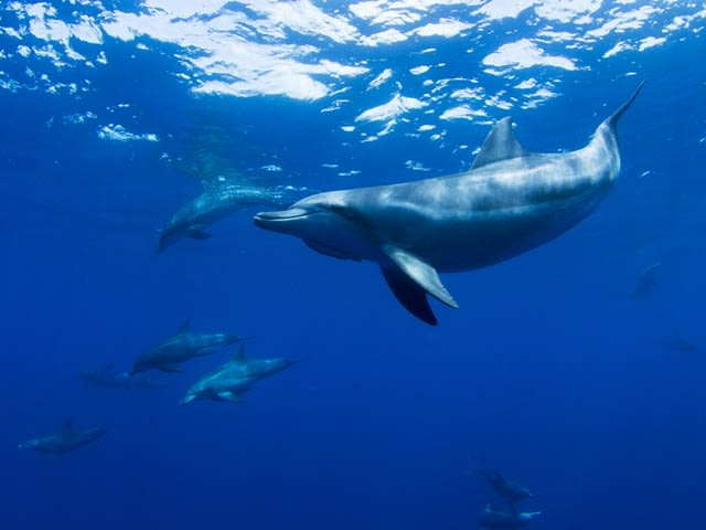 ドルフィンスイム＋シュノーケリングツアー 世界遺産の小笠原でイルカ