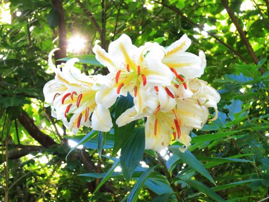 天上山トレッキングツアー　国立公園の特別保護地区で裏砂漠や不動池などの絶景スポットを巡る＜半日または1日／送迎付き／伊豆諸島・神津島＞