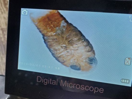 生き物探しナイトツアー　夜の海やビーチで沖縄の生き物たちを探して探検！＜読谷村／当日12時まで予約可＞