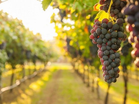 貸切観光タクシー 世界遺産石見銀山と石見ワイナリーの自由散策 1日観光＜7時間／1-9名／松江市内発着＞4名参加で1名14,813円～by松江一畑交通