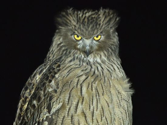  【貸切プラン1日1組限定】ナイトツアー　世界遺産知床の夜を楽しむ。 野生動物ウォッチング＆晴天時には星空観賞も♪＜4月～11月／無料送迎／斜里町＞