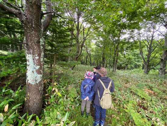 【空席があれば当日予約可】世界遺産知床　絶景森歩き半日ツアー　現地在住ガイドと原生林を歩きながら知床の歴史や自然、生態系を学ぶ＜ウトロ地区送迎あり／通年＞