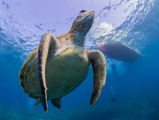 ボートダイビングイメージ_jpg