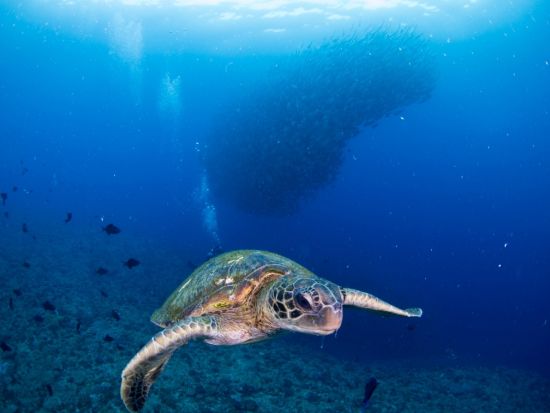 体験ダイビング ウミガメ遭遇率90%以上！誰でも気軽に水中世界を堪能　写真データ無料プレゼント　by GTダイバーズ沖永良部島