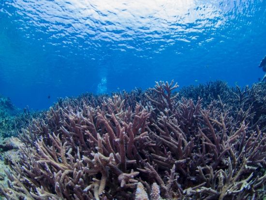 体験ダイビング ウミガメ遭遇率90%以上！誰でも気軽に水中世界を堪能　写真データ無料プレゼント　by GTダイバーズ沖永良部島