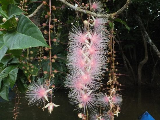 星空鑑賞+ミステリーナイトツアー　星空マイスターが夜空をご案内！夜行性の動植物も探しに行こう＜上原地区ホテル無料送迎／西表島＞