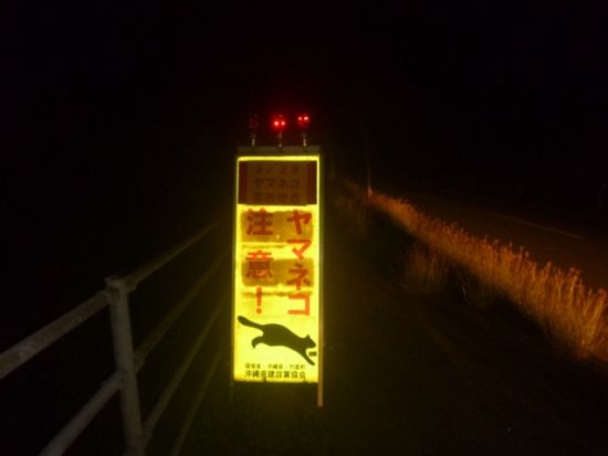 星空鑑賞+ミステリーナイトツアー　星空マイスターが夜空をご案内！夜行性の動植物も探しに行こう＜上原地区ホテル無料送迎／西表島＞