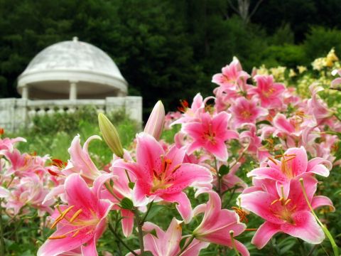 ゆにガーデン入園券｜北海道最大級32,000株のコキア絶景＆季節の花々を満喫！＜5～11月／由仁町＞