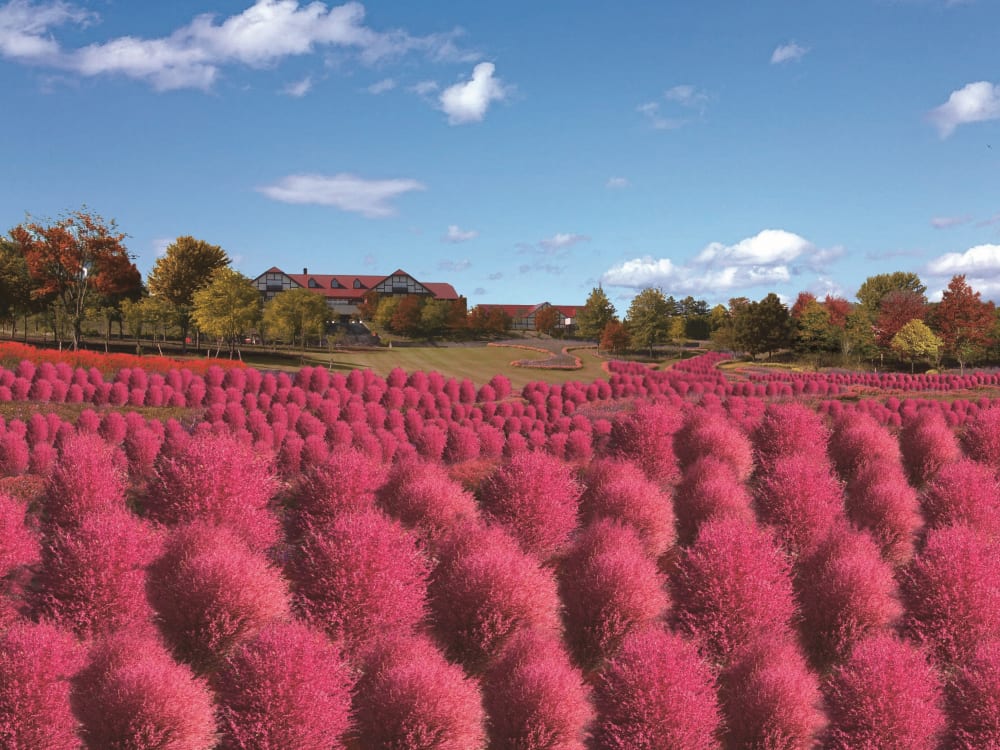 ゆにガーデン入園券 レストラン事前予約 紅葉したコキアの絶景を楽しむ レストラン チャイブ でのバイキングランチを堪能 4 10月 昼食付 由仁町 札幌近郊の観光 遊び 体験 レジャー専門予約サイト Veltra ベルトラ