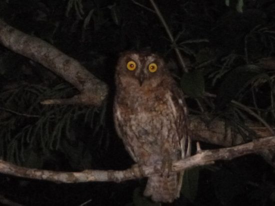 星空鑑賞+ミステリーナイトツアー　星空マイスターが夜空をご案内！夜行性の動植物も探しに行こう＜上原地区ホテル無料送迎／西表島＞