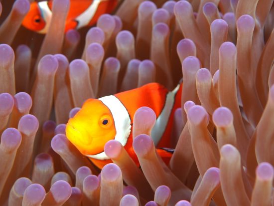 ファンダイビング ガイドが海のコンディションを考慮してポイントを選定！2ボート or 3ボートダイビングから選択　by GTダイバーズ沖永良部島