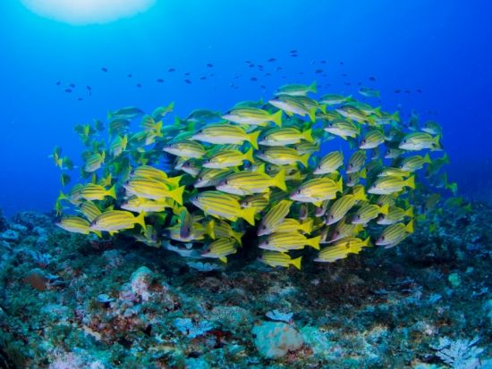 ファンダイビング ガイドが海のコンディションを考慮してポイントを選定！2ボート or 3ボートダイビングから選択　by GTダイバーズ沖永良部島