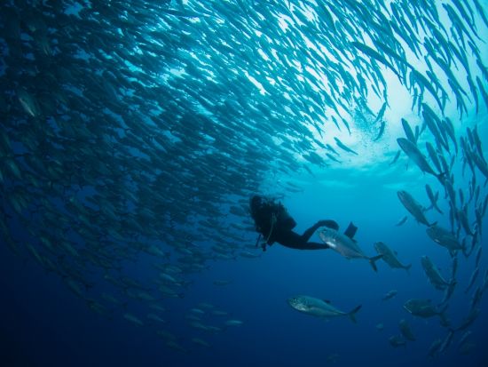 ファンダイビング ガイドが海のコンディションを考慮してポイントを選定！2ボート or 3ボートダイビングから選択　by GTダイバーズ沖永良部島