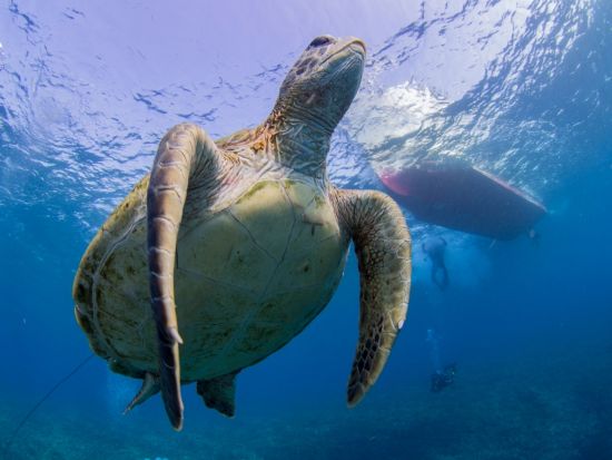 ファンダイビング ガイドが海のコンディションを考慮してポイントを選定！2ボート or 3ボートダイビングから選択　by GTダイバーズ沖永良部島