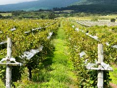 pixta_26099170_M