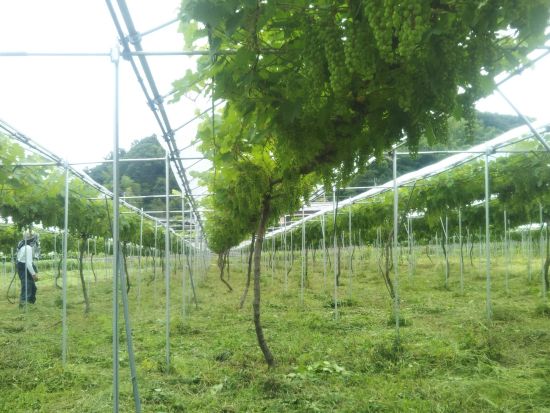 埼玉　武蔵ワイナリー　ブドウ畑＆醸造所見学ツアー　参加日にワインを購入すると1000円オフ！＜1時間／試飲付／現地集合・解散／比企郡＞ 