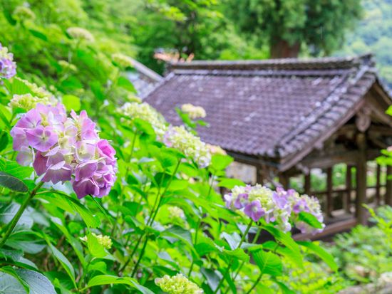 1日バスツアー 夏の長谷寺 室生寺をめぐる 明治から続く老舗 橋本屋 山菜料理の昼食 6月25日 27日限定 ランチ付 Jr奈良駅 近鉄奈良駅発 奈良の観光 遊び 体験 レジャー専門予約サイト Veltra ベルトラ 1日バスツアー 夏の長谷寺 室生寺をめぐる 明治から続く老舗 橋本屋 山菜料理の昼食 6月25日 27日限定 ランチ付 Jr奈良駅 近鉄奈良駅発 奈良の観光 遊び 体験 レジャー専門予約サイト Veltra ベルトラ