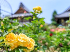 pixta_66358998_M