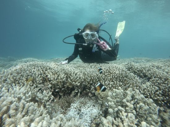バラス島体験ダイビングツアー　ウミガメとの遭遇率が高いバラス島体験ダイビング！ピナイサーラの滝カヌー付きプランあり！＜1ダイブ／上原地区ホテル無料送迎／西表島＞