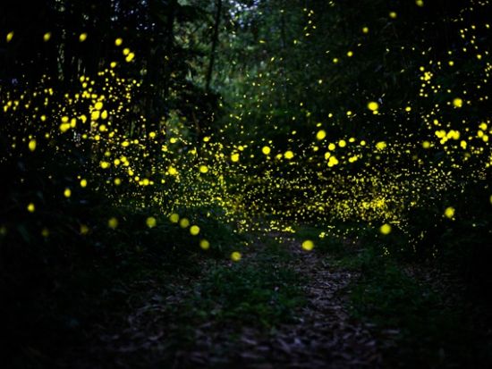 【2～4月限定】ヤエヤマボタル観賞ナイトツアー　限られた季節と時間にしか発光しないホタルの幻想的な世界を堪能＜上原地区ホテル無料送迎／西表島＞