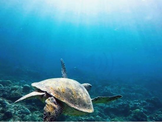 ウミガメシュノーケリング　遭遇率99％！秘密のポイントでウミガメと泳ぐ！＜2.5時間＞ by feel it