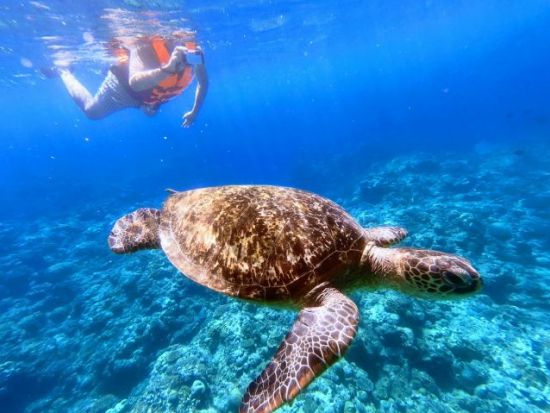 ウミガメシュノーケリング　遭遇率99％！秘密のポイントでウミガメと泳ぐ！＜2.5時間＞ by feel it