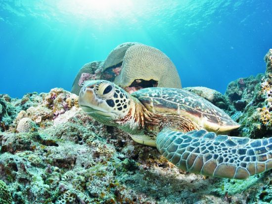 慶良間ファンダイビング　体力負担の少ないダイビングスタイルで初心者やお一人様向け　3ダイブのオプションあり＜半日／2ダイブ／那覇市内送迎無料＞