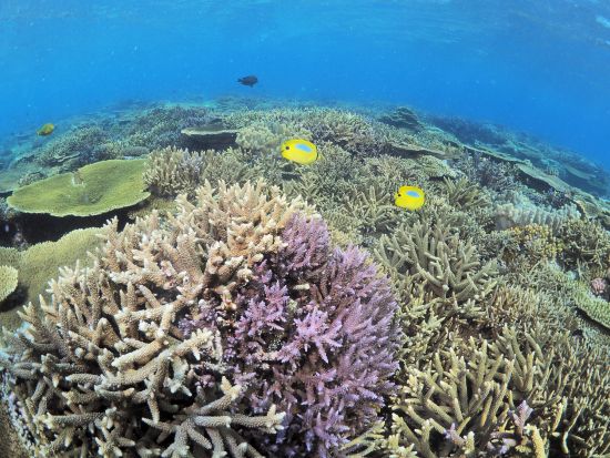 慶良間ファンダイビング　体力負担の少ないダイビングスタイルで初心者やお一人様向け　3ダイブのオプションあり＜半日／2ダイブ／那覇市内送迎無料＞